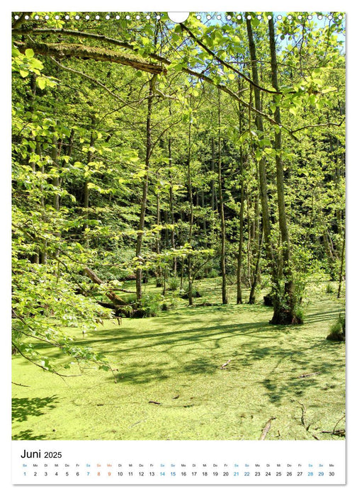 Insel Rügen - Kreide, Landschaft, Leuchttürme (CALVENDO Wandkalender 2025)