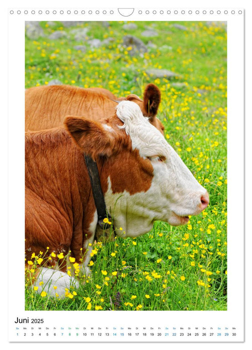 Hohe Tauern - Naturreichtum in den Alpen (CALVENDO Wandkalender 2025)