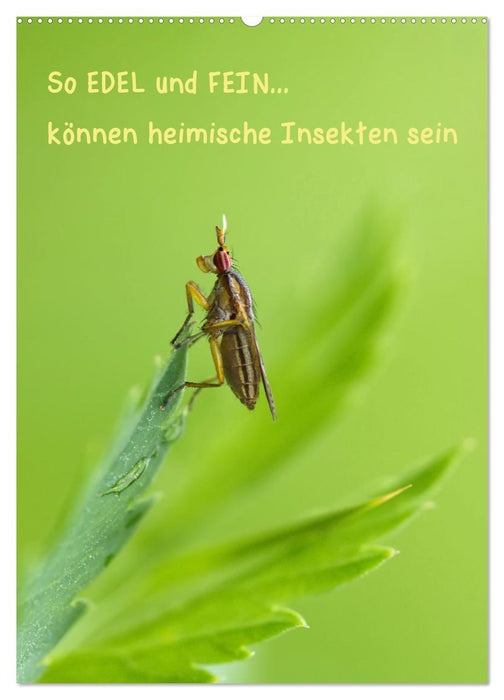 So EDEL und FEIN... können heimische Insekten sein (CALVENDO Wandkalender 2025)