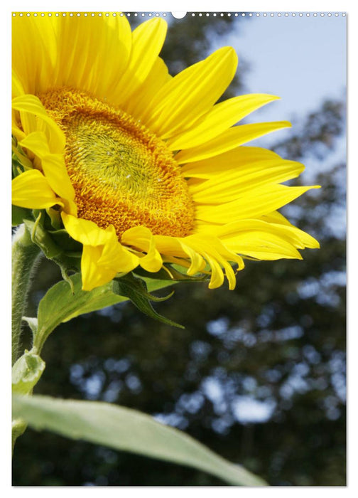 Leuchtende Sonnenblumen (CALVENDO Wandkalender 2025)