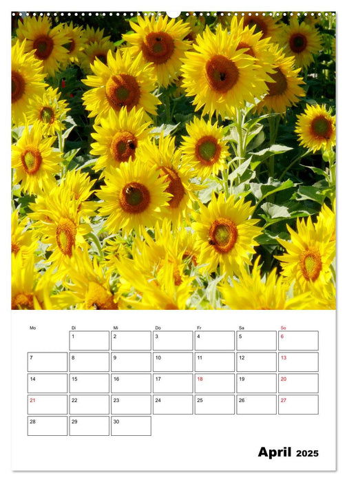 Leuchtende Sonnenblumen (CALVENDO Wandkalender 2025)