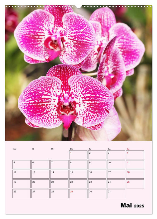 Orchideenliebe (CALVENDO Wandkalender 2025)