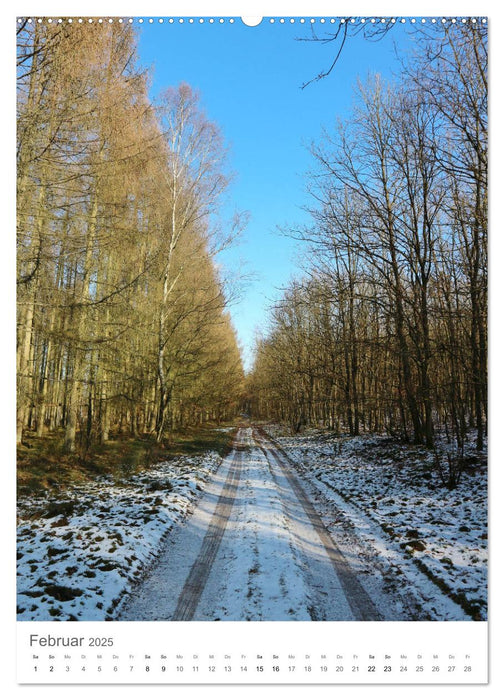 Wald - bezaubernde Landschaften (CALVENDO Wandkalender 2025)