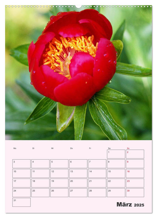 Pfingstrosen Rosen ohne Dornen (CALVENDO Wandkalender 2025)