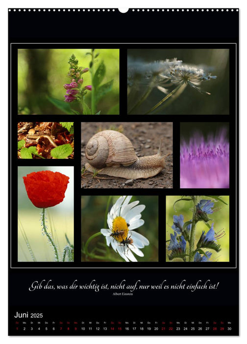 Sprache in Bildern - Collagen aus der Natur (CALVENDO Wandkalender 2025)