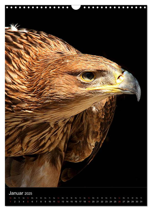 Raubvögel - Die Jäger der Lüfte (CALVENDO Wandkalender 2025)