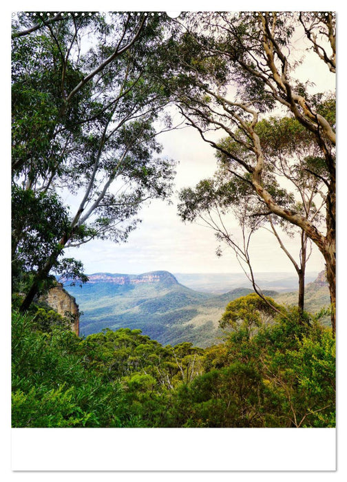 Regenwald - Australien (CALVENDO Wandkalender 2025)