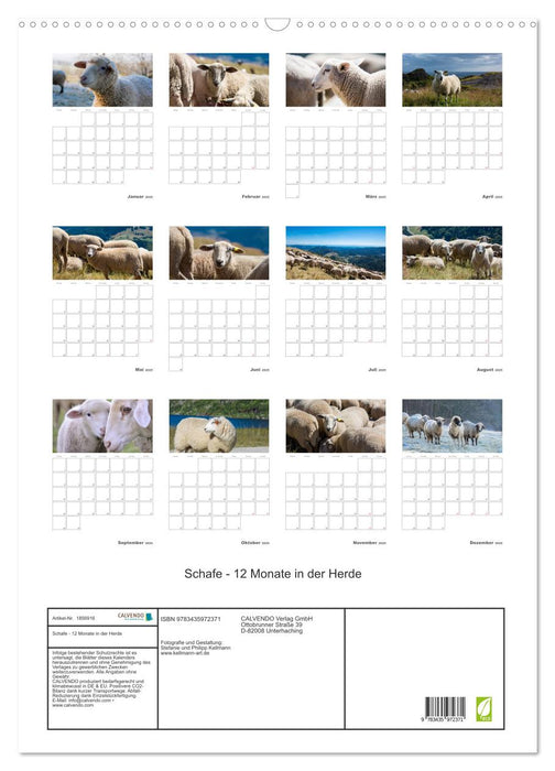 Schafe - 12 Monate in der Herde (CALVENDO Wandkalender 2025)