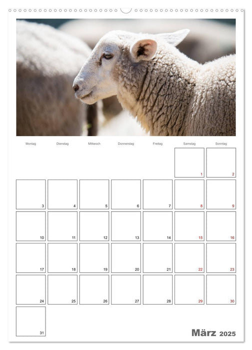 Schafe - 12 Monate in der Herde (CALVENDO Wandkalender 2025)