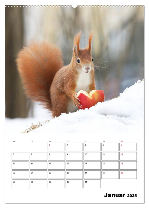 Die kleine Welt der Eichhörnchen in Regensburg (CALVENDO Wandkalender 2025)