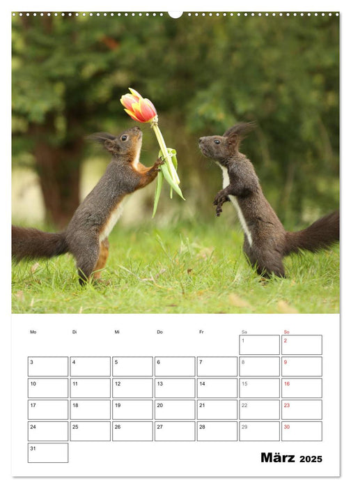 Die kleine Welt der Eichhörnchen in Regensburg (CALVENDO Wandkalender 2025)