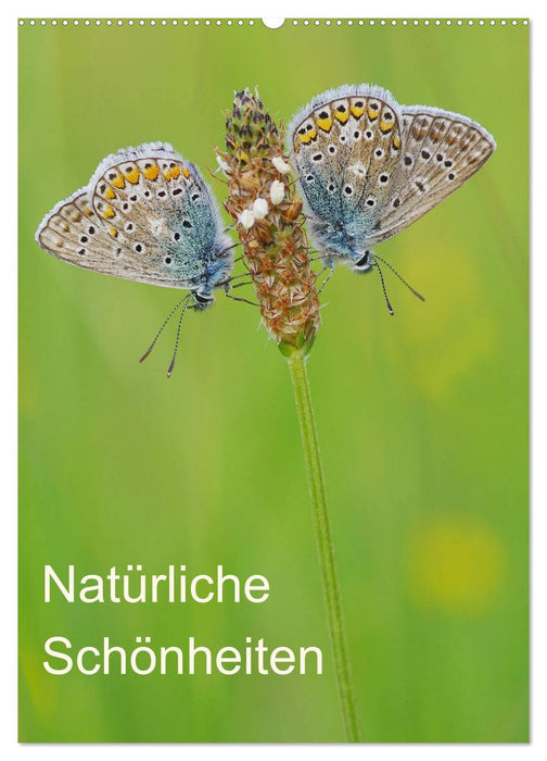 Insekten,Schönheiten der Natur (CALVENDO Wandkalender 2025)