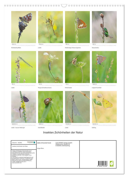 Insekten,Schönheiten der Natur (CALVENDO Wandkalender 2025)