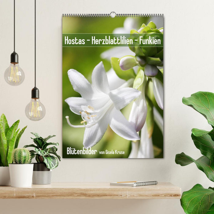 Hostas Herzblattlilien Funkien (CALVENDO Wandkalender 2025)