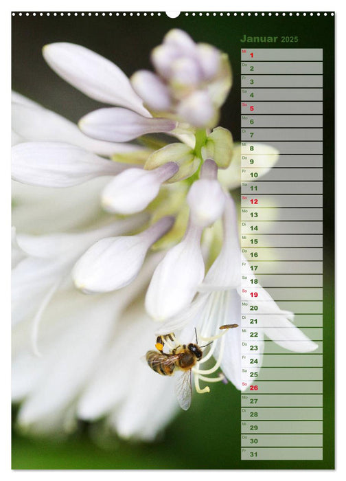 Hostas Herzblattlilien Funkien (CALVENDO Wandkalender 2025)