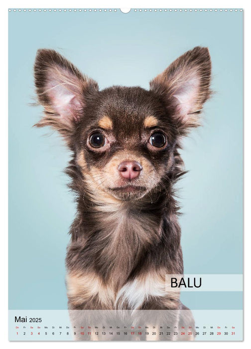 Hundekalender - Hunderassen im Portrait (CALVENDO Wandkalender 2025)