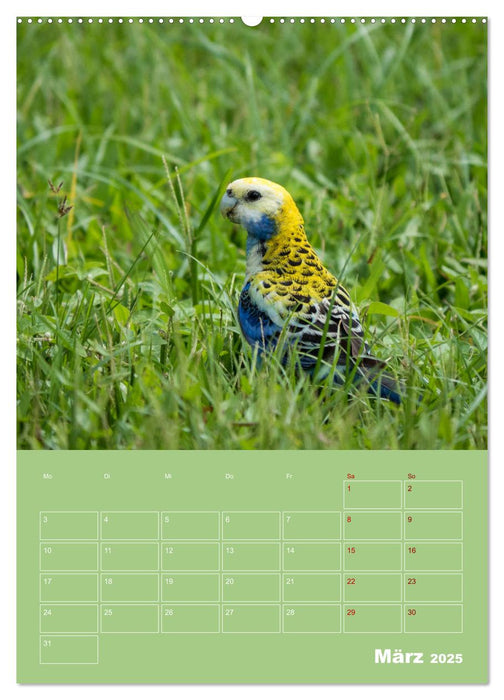 Die bunte Vielfalt der Papageienvögel (CALVENDO Wandkalender 2025)