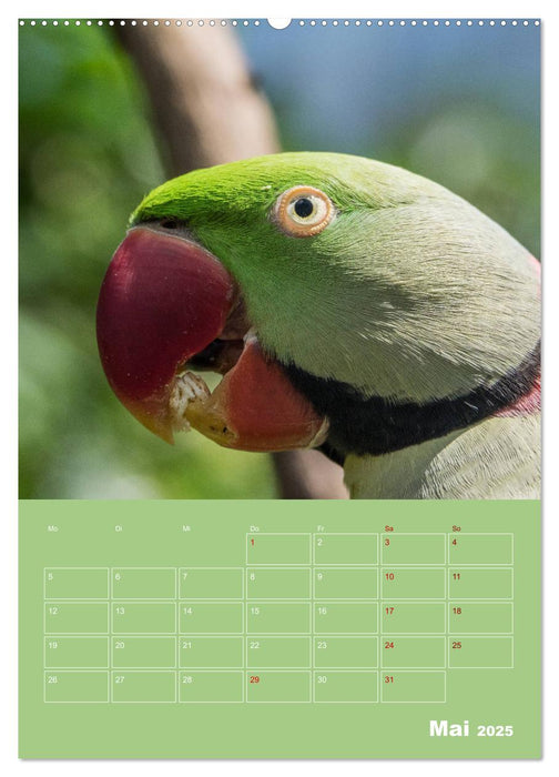 Die bunte Vielfalt der Papageienvögel (CALVENDO Wandkalender 2025)