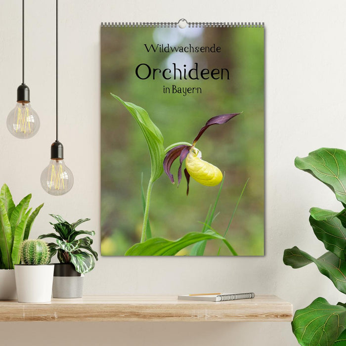 Wildwachsende Orchideen in Bayern (CALVENDO Wandkalender 2025)