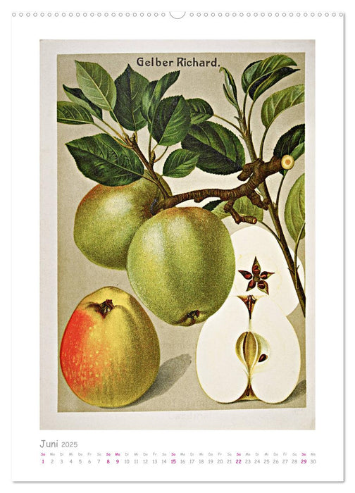 Äpfel/Appels. Alte ostfriesische Sorten (CALVENDO Wandkalender 2025)
