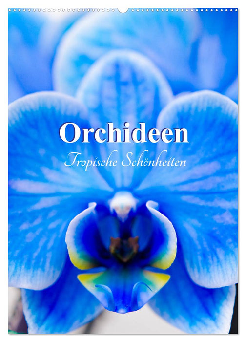 Orchideen - Tropische Schönheiten (CALVENDO Wandkalender 2025)