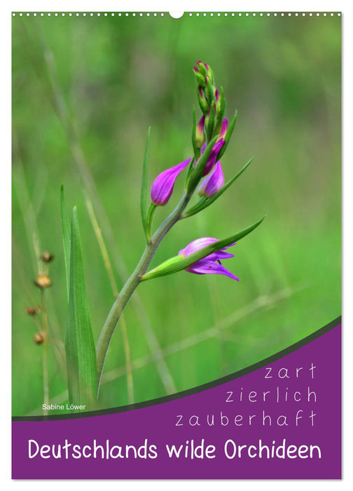 Deutschlands wilde Orchideen (CALVENDO Wandkalender 2025)