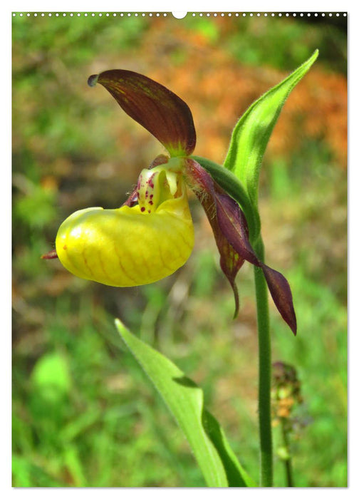 Deutschlands wilde Orchideen (CALVENDO Wandkalender 2025)