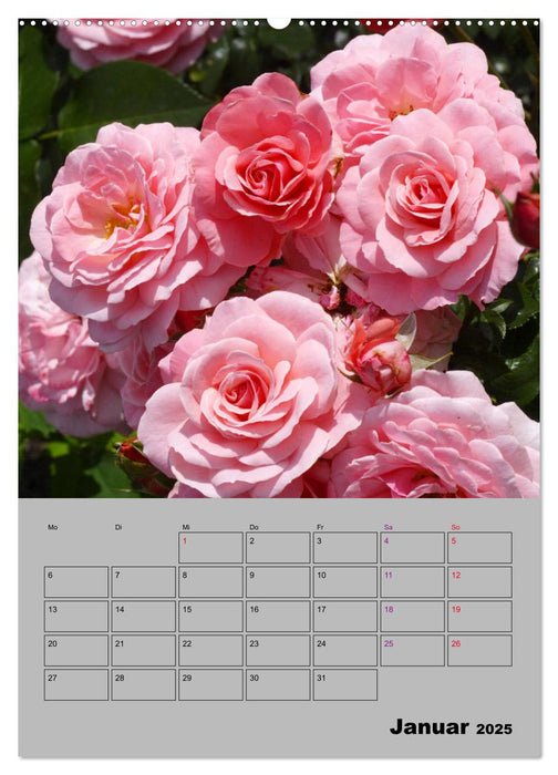 Rosen - Symbol der Liebe und Verehrung (CALVENDO Wandkalender 2025)