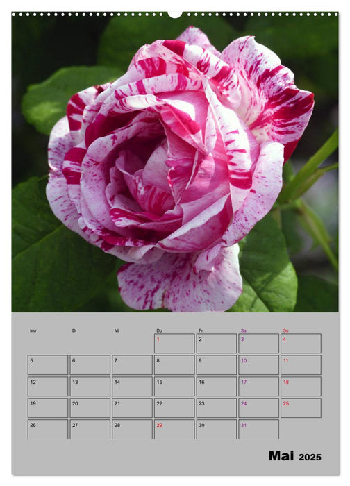 Rosen - Symbol der Liebe und Verehrung (CALVENDO Wandkalender 2025)