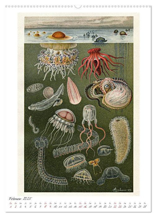 Formenspiele der Evolution. Chromolithographien des 19. Jahrhunderts (CALVENDO Wandkalender 2025)