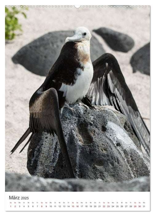 Galapagos - Atemberaubende Tierwelt (CALVENDO Wandkalender 2025)