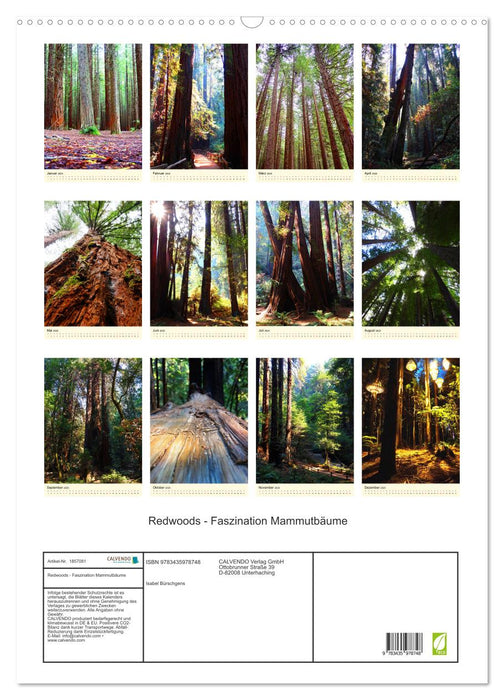 Redwoods - Faszination Mammutbäume (CALVENDO Wandkalender 2025)