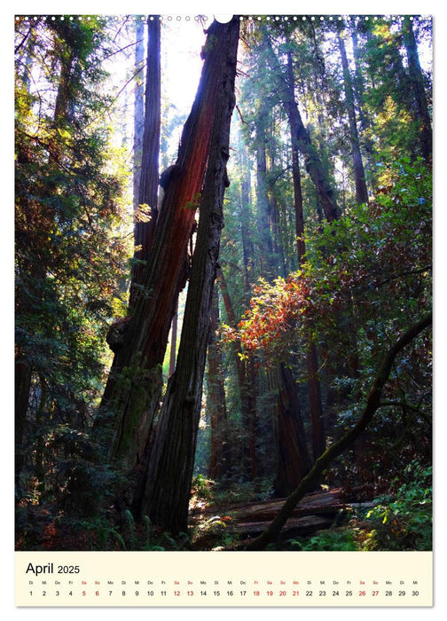 Redwoods - Faszination Mammutbäume (CALVENDO Wandkalender 2025)