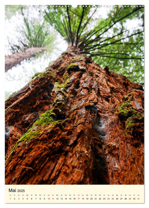 Redwoods - Faszination Mammutbäume (CALVENDO Wandkalender 2025)