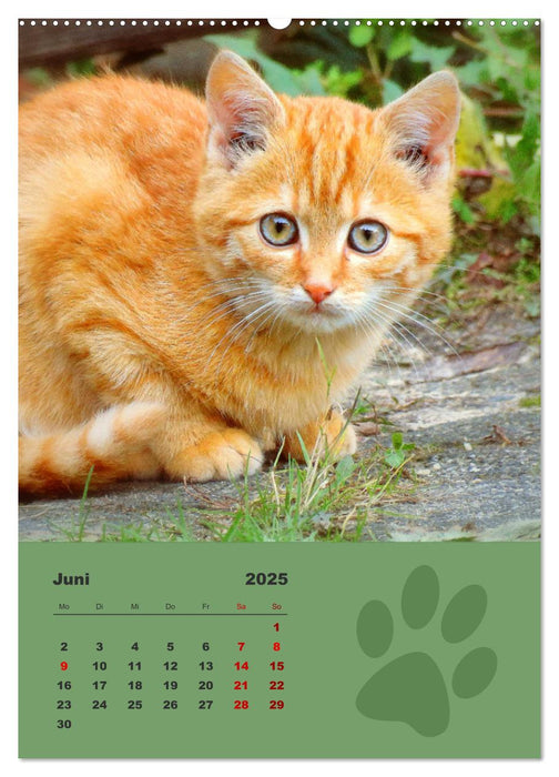 Wilde Tätzchen, kleine wilde Katzen entdecken die Welt (CALVENDO Wandkalender 2025)