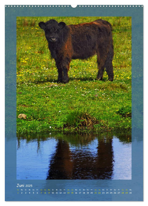 Texel sehen und verlieben (CALVENDO Premium Wandkalender 2025)