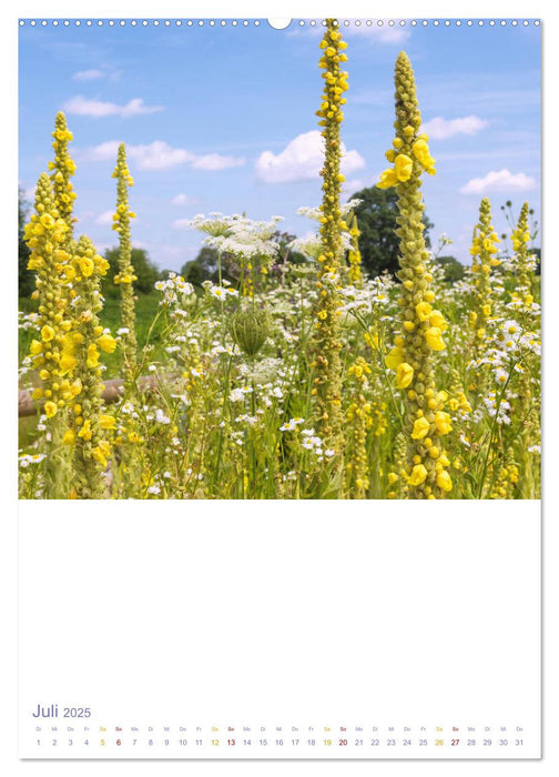 Schöne Wegwarten. Heimische Heilpflanzen am Wegesrand (CALVENDO Premium Wandkalender 2025)