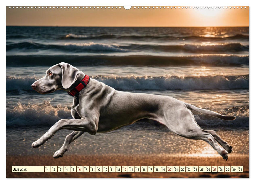 Weimaraner - der ideale Jagdbegleiter (CALVENDO Premium Wandkalender 2025)