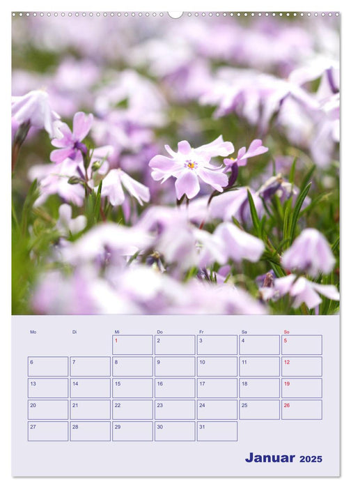 Phlox im Garten (CALVENDO Premium Wandkalender 2025)