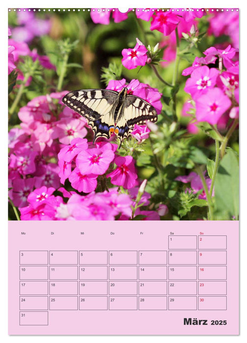 Phlox im Garten (CALVENDO Premium Wandkalender 2025)