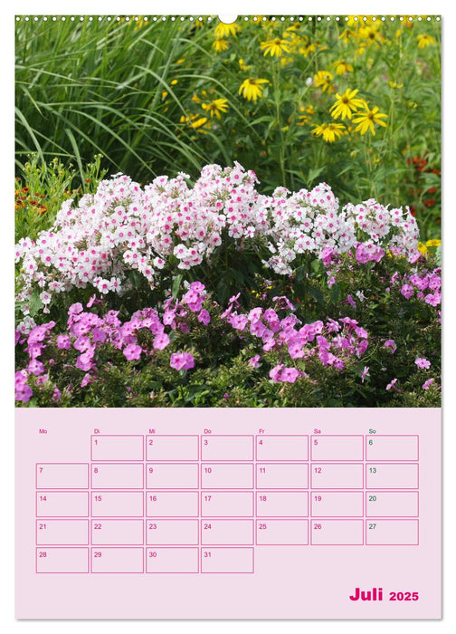 Phlox im Garten (CALVENDO Premium Wandkalender 2025)