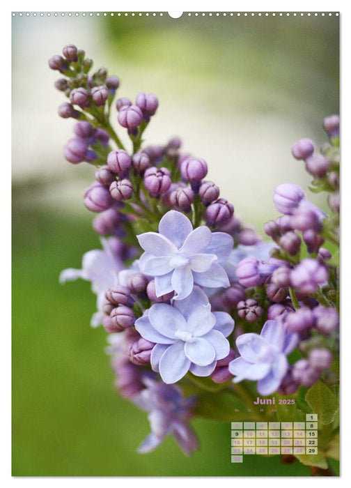 Fliederblüte (CALVENDO Premium Wandkalender 2025)