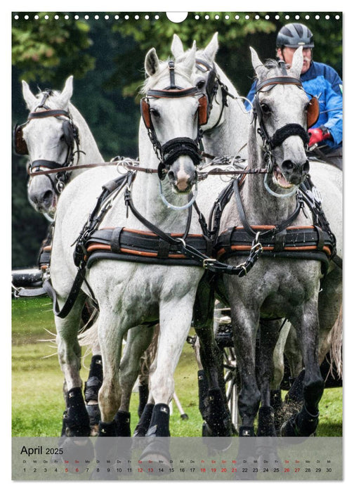 Pferde im Fahrsport (CALVENDO Wandkalender 2025)