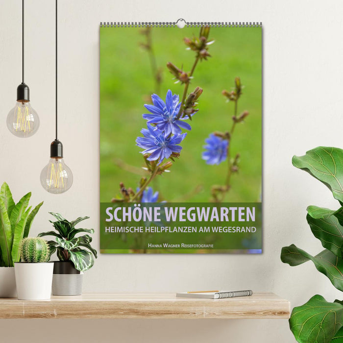 Schöne Wegwarten. Heimische Heilpflanzen am Wegesrand (CALVENDO Wandkalender 2025)