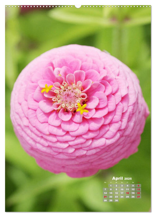 Zinnien im Garten (CALVENDO Premium Wandkalender 2025)