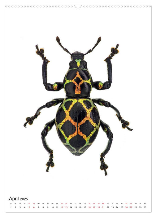 Die schönsten Insekten (CALVENDO Wandkalender 2025)