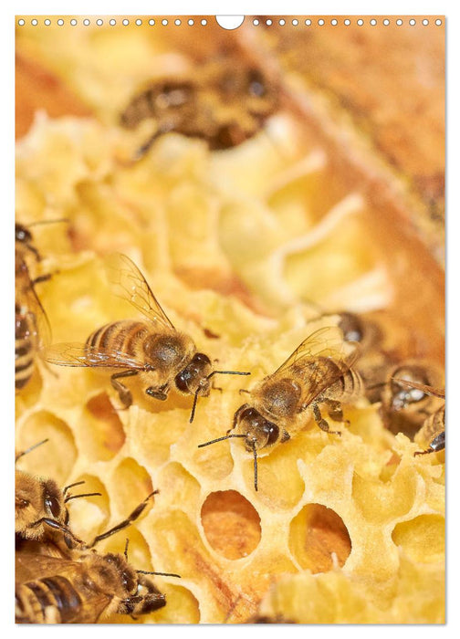 Geschäftig wie im Bienenstock (CALVENDO Wandkalender 2025)