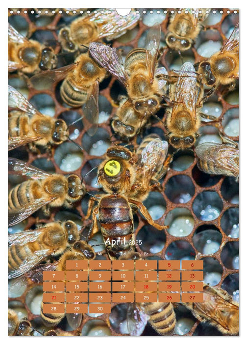 Geschäftig wie im Bienenstock (CALVENDO Wandkalender 2025)