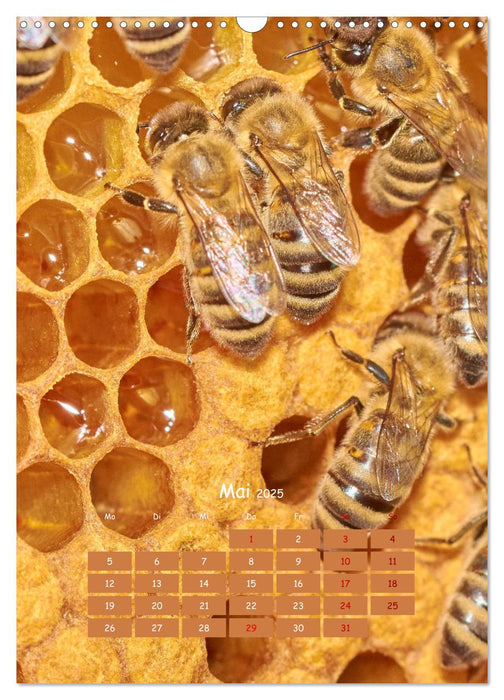 Geschäftig wie im Bienenstock (CALVENDO Wandkalender 2025)