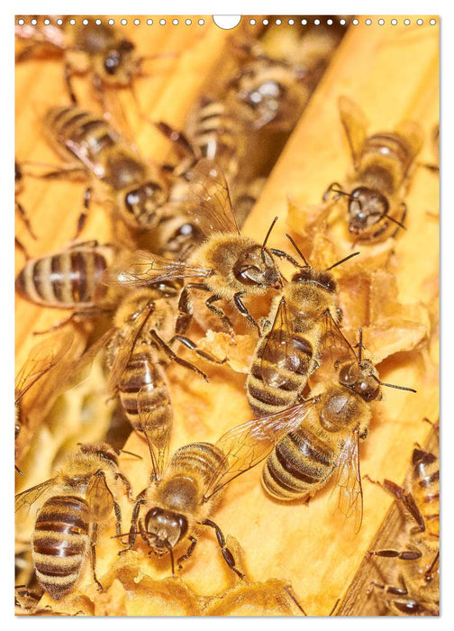 Geschäftig wie im Bienenstock (CALVENDO Wandkalender 2025)